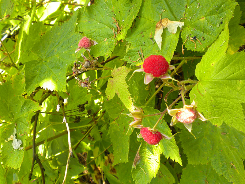 thumbleberries at hunters point